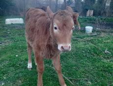 Продаётся тёлка двухмесячная