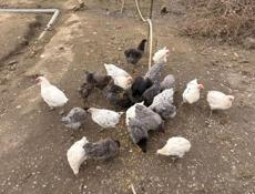 Продаются куры породы Джерский гигант