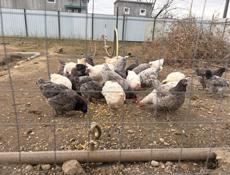 Продаются куры породы Джерский гигант