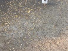 Домашние куры 