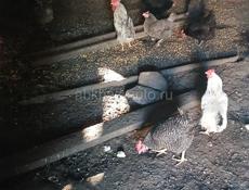 Домашние куры 