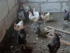 Домашние куры 