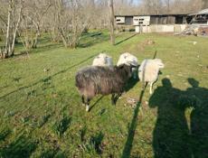 Продаю барашек