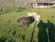 Продаю барашек