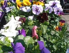 Продажа цветов 