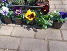 Продажа цветов