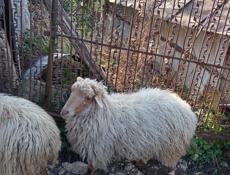 Продаю барашки