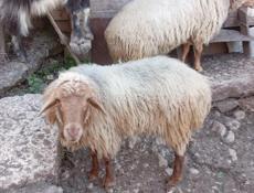 Продаю барашки