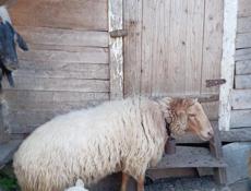 Продаю барашки