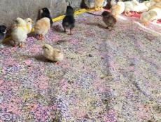 Продаю цыплят 