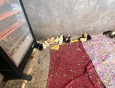 Продаю цыплят 