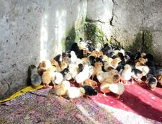 Продаю цыплят 