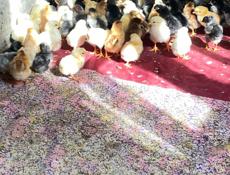 Продаю цыплят 