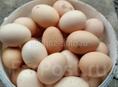 Яйца домашние 