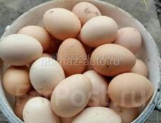 Яйца домашние 