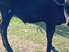 Бычок 6 месяцев 20 т р срочна без торга