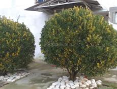 Декоративные растения 