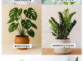 Ищу / куплю комнатные растения