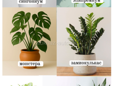 Ищу / куплю комнатные растения