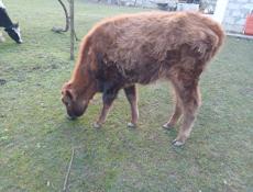 Продаю телку 55-60