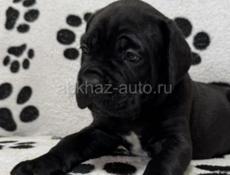 ЩЕНКИ КАНЕ КОРСО 