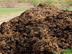 Отдаю навоз 