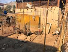 Продаются индюки