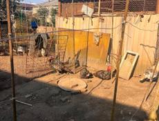 Продаются индюки