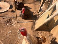 Продаются индюки