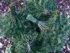 Калючие веники 