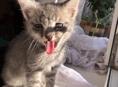 Отдам котенка в хорошие руки!