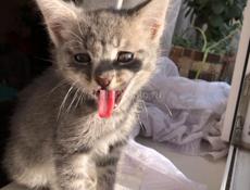 Отдам котенка в хорошие руки!