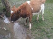 Продается бычок