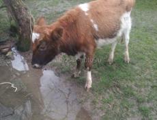 Продается бычок