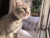 Отдам котёнка в хорошие руки!!!