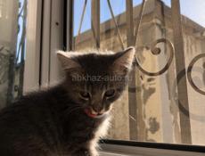 Отдам котёнка в хорошие руки!!!