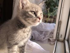 Отдам котёнка в хорошие руки!!!