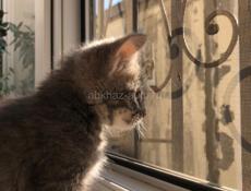 Отдам котёнка в хорошие руки!!!