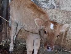 Бычок 15 дневный