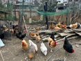 Продам Курей домашних 