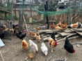 Продам Курей домашних 