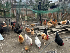 Продам Курей домашних 
