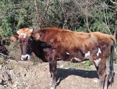 Телка 🐮 80 кг