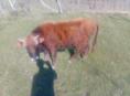Продаётся бычок 