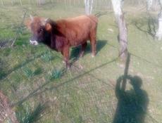 Продаётся бычок 