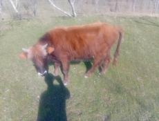 Продаётся бычок 