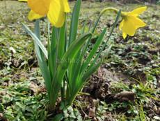 Куплю с ремонтом+79409201118