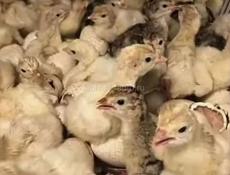 Индюшата  породистые крупные двухнедельные 700 руб