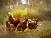 Продаю Курей Петухов