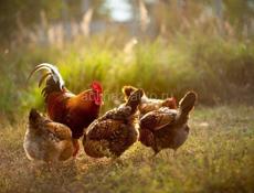 Продаю Курей Петухов